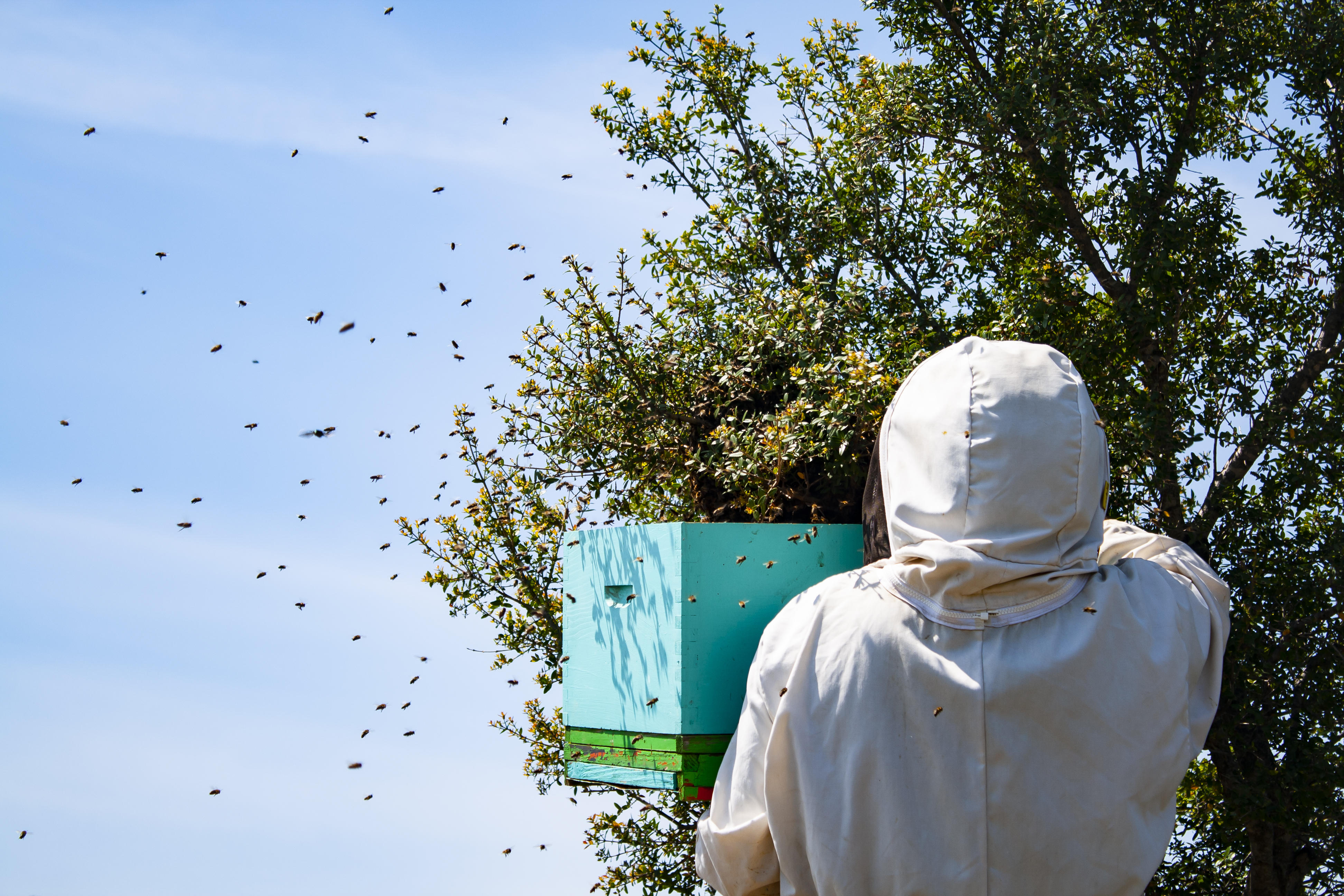 Beekeeper and swarm